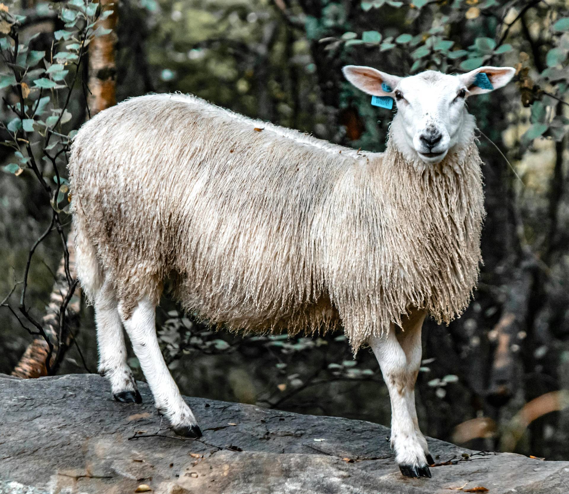  leader sheep with an ego equipped to own the flock