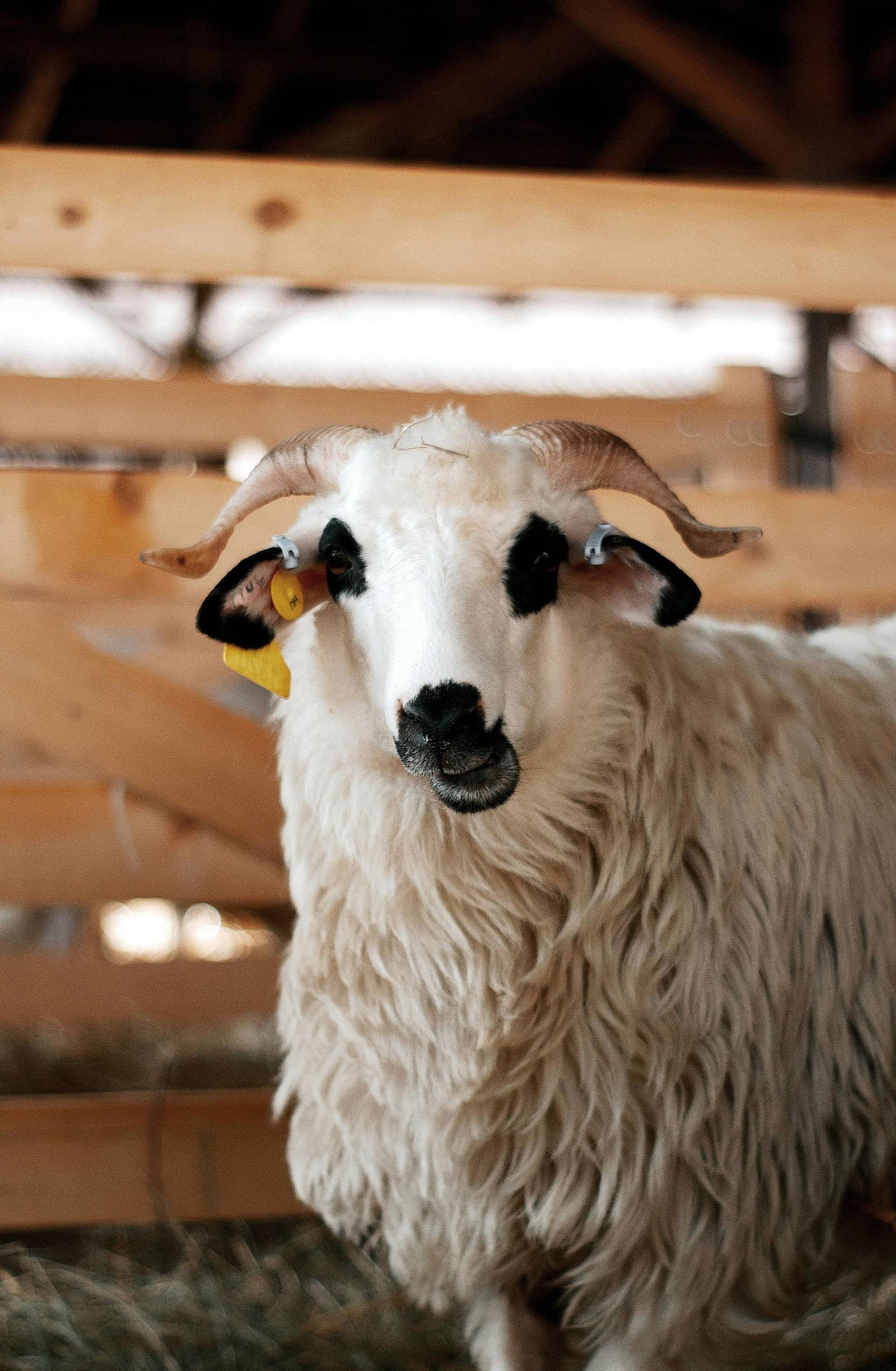  brave sheep deviously proud of a section of flock